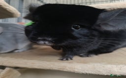 Chinchilla rodents for sale: Chinchillas for sale - Image 9
