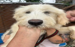 Mixed Breed dogs for adoption: Poppy - Norwich Norfolk  - Image 4