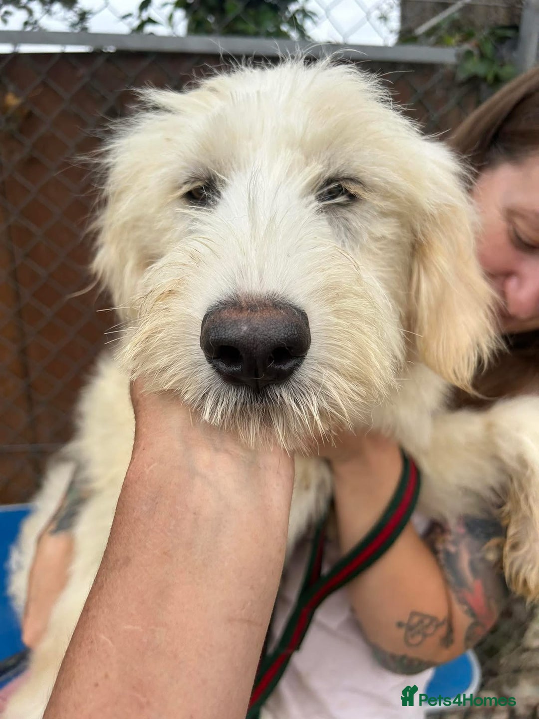 Mixed Breed dogs for adoption: Poppy - Norwich Norfolk  - Image 4
