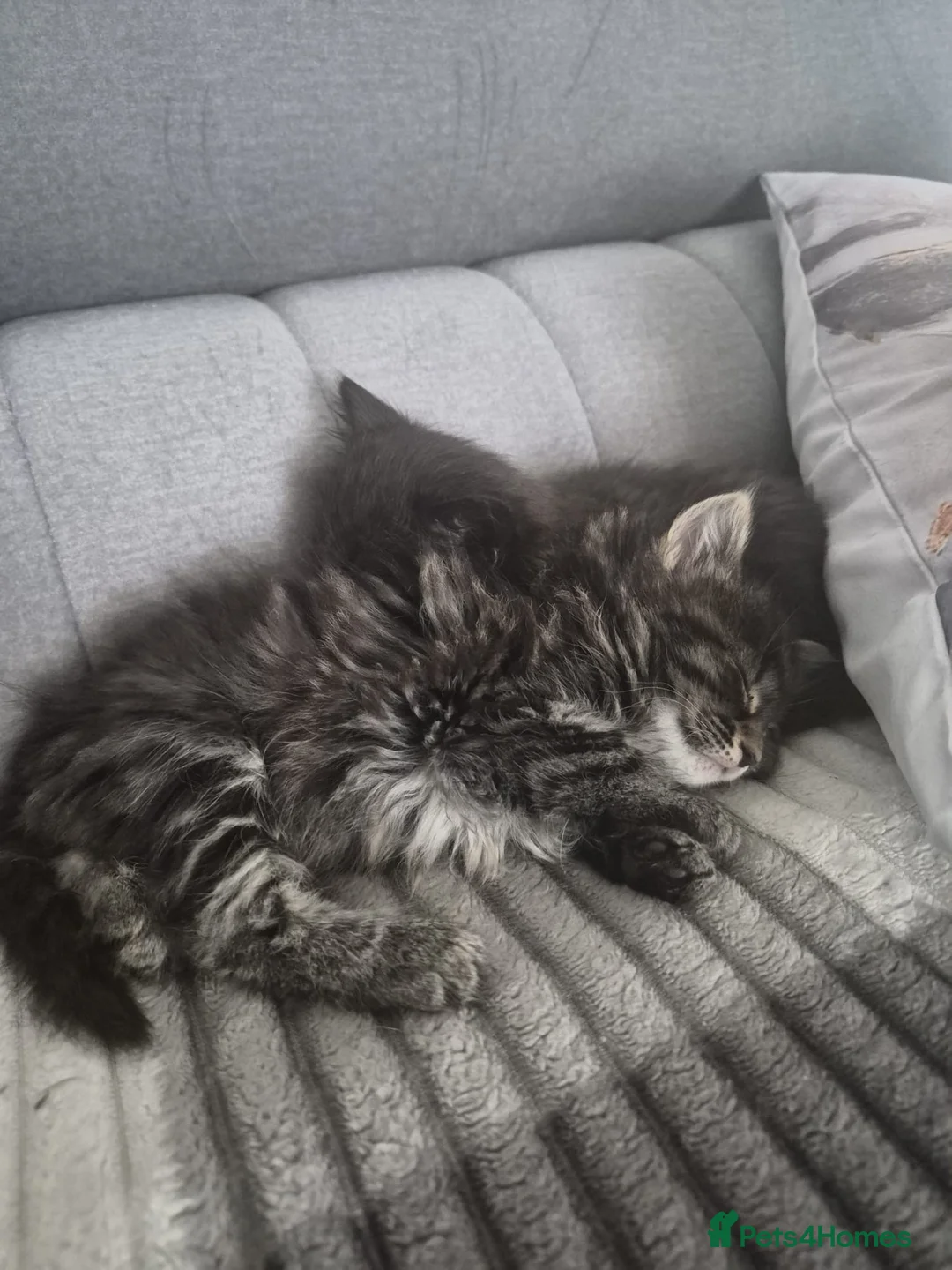 Siberian cats for sale: 6 hypoallergenic Siberian kittens  in London - Advert 1