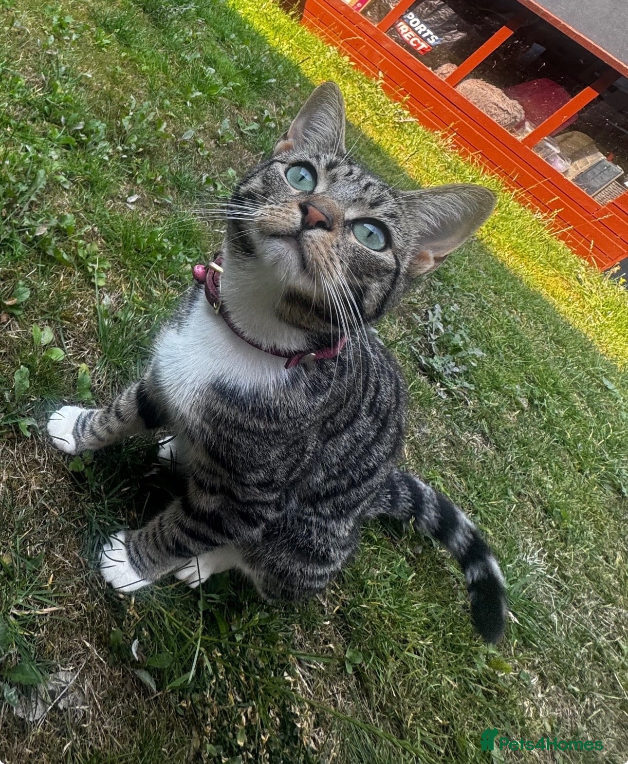 Mixed Breed cats Meet Maple - looking for her forever home  - Advert 4