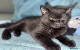 British Shorthair cats for sale: GCCF Registered British Shorthair Kittens  - Image 5
