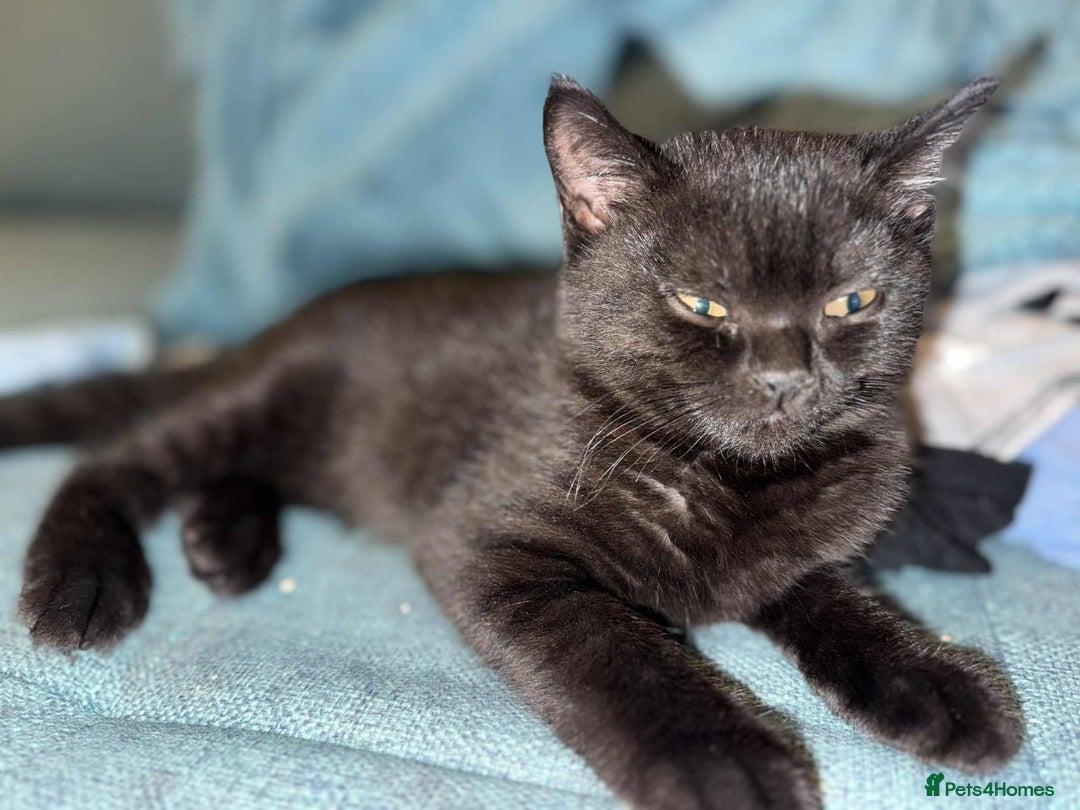 British Shorthair cats for sale: GCCF Registered British Shorthair Kittens  - Image 5