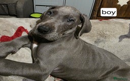 Great Dane dogs for sale: Great dane puppies for sale  - Image 5