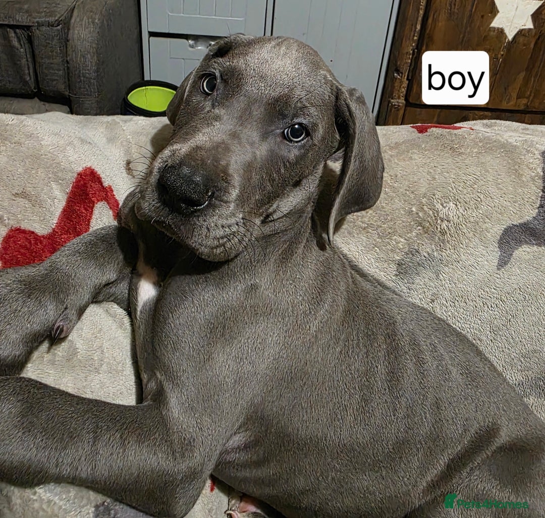 Great Dane dogs for sale: Great dane puppies for sale  - Image 5