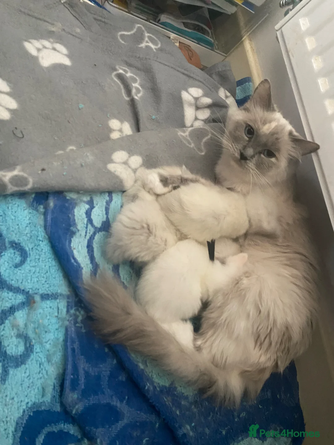 Ragdoll cats for sale: Stunning Ragdoll Kittens  - Advert 2