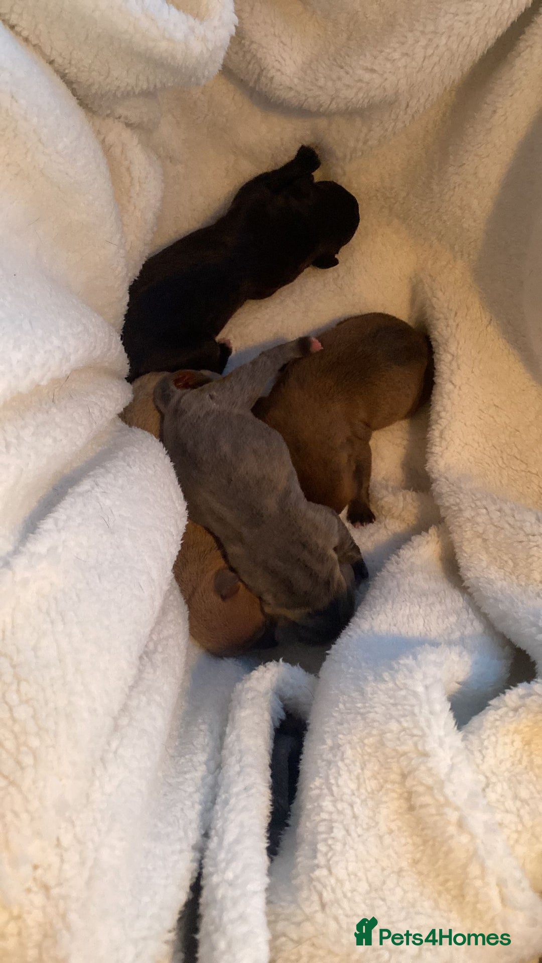 Staffordshire Bull Terrier dogs for sale: Staffordshire Bull Terrier Puppies – Rare colours - Image 19
