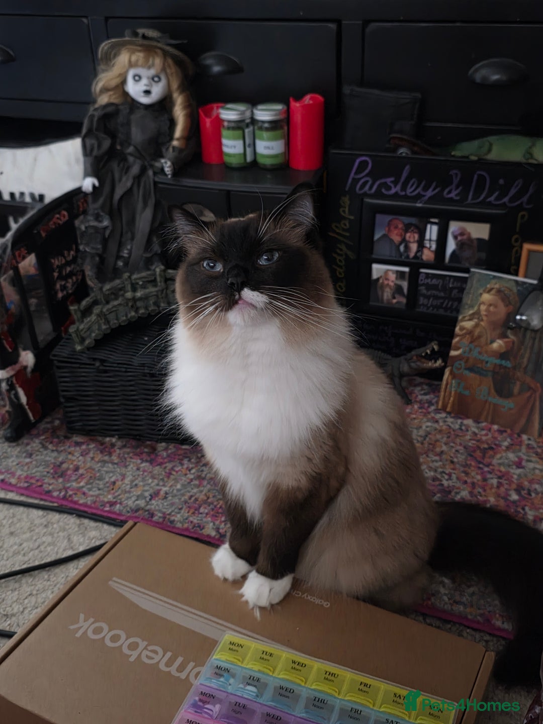 Ragdoll cats for sale: Beautiful Seal Point Ragdoll - Advert 16