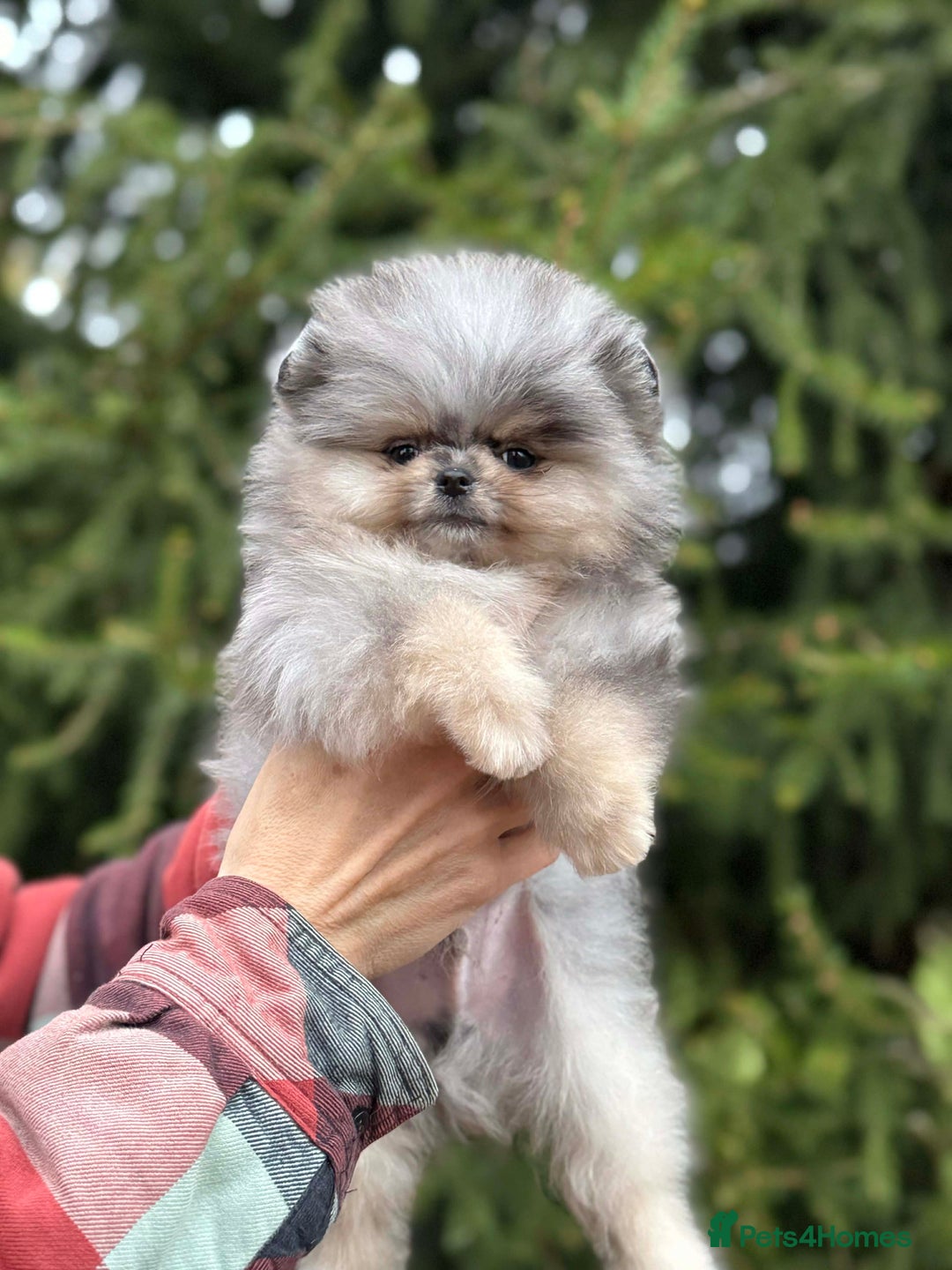 Pomeranian dogs for stud: Top quality proven Pomeranian stud  - Advert 11