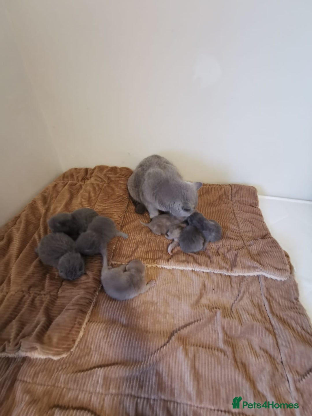British Shorthair cats for sale: GCCF REGISTERED BRITISH SHORTHAIRED KITTENS - Advert 13