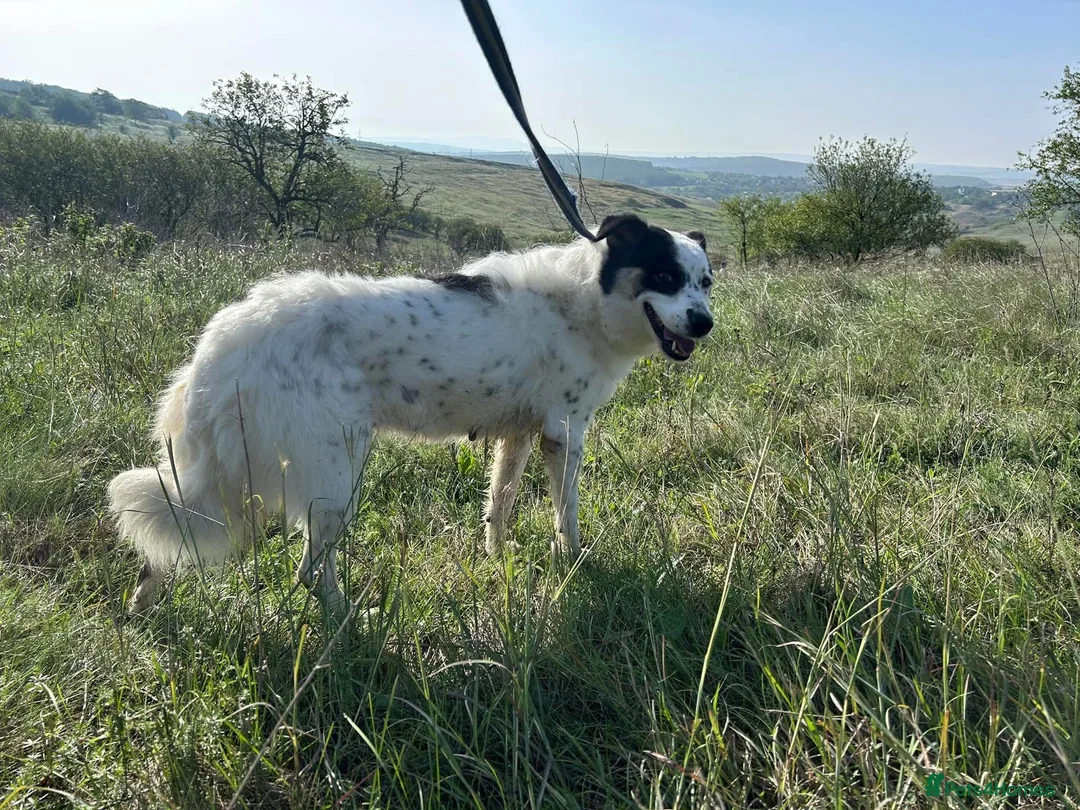 Mixed Breed dogs for adoption: Queenie - Norwich Norfolk  in Norwich - Advert 10