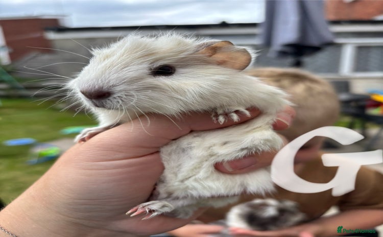 Guinea Pig rodents - Advert 4