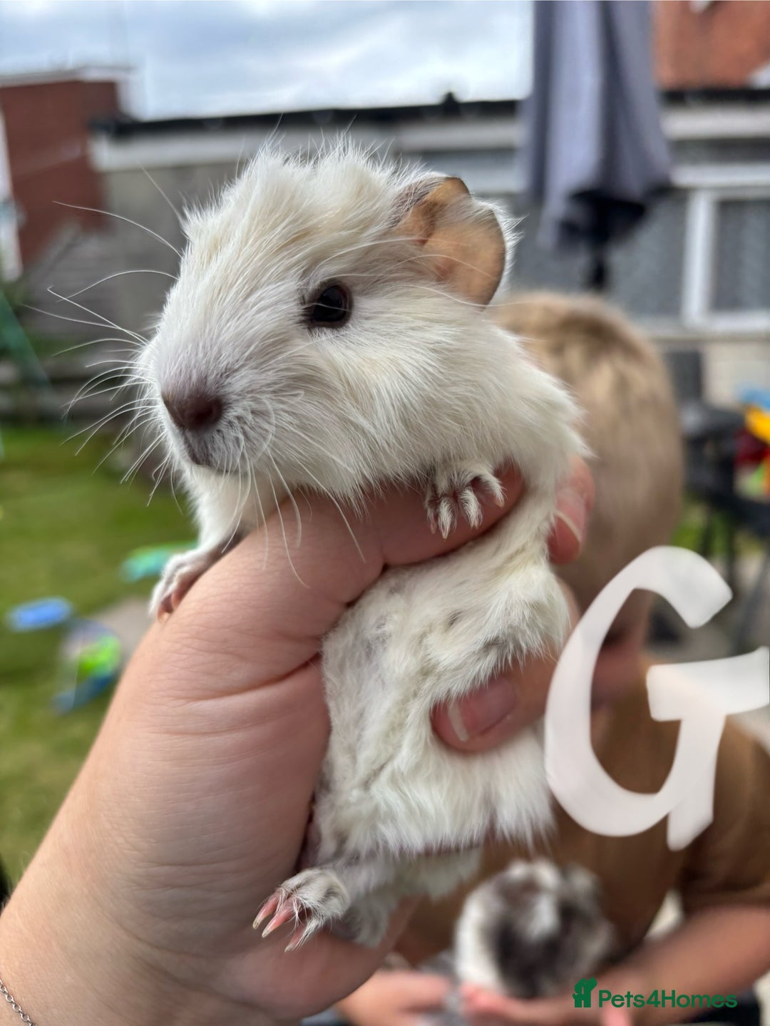Guinea Pig rodents for sale: Guinea pigs 2 girls 1 boy  - Image 1