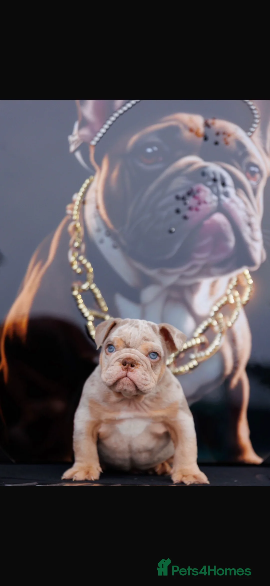 English Bulldog dogs for sale: ENGLISH BULLDOGS MERLE EPIC BULLYZ LILAC  - Advert 8