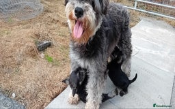 Miniature Schnauzer dogs for sale: Miniature Schnauzer pups, Aberdeenshire  - Image 1