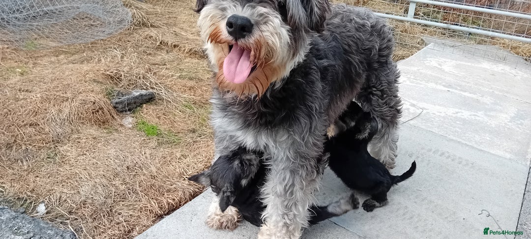 Miniature Schnauzer dogs for sale: Miniature Schnauzer pups, Aberdeenshire  - Image 1