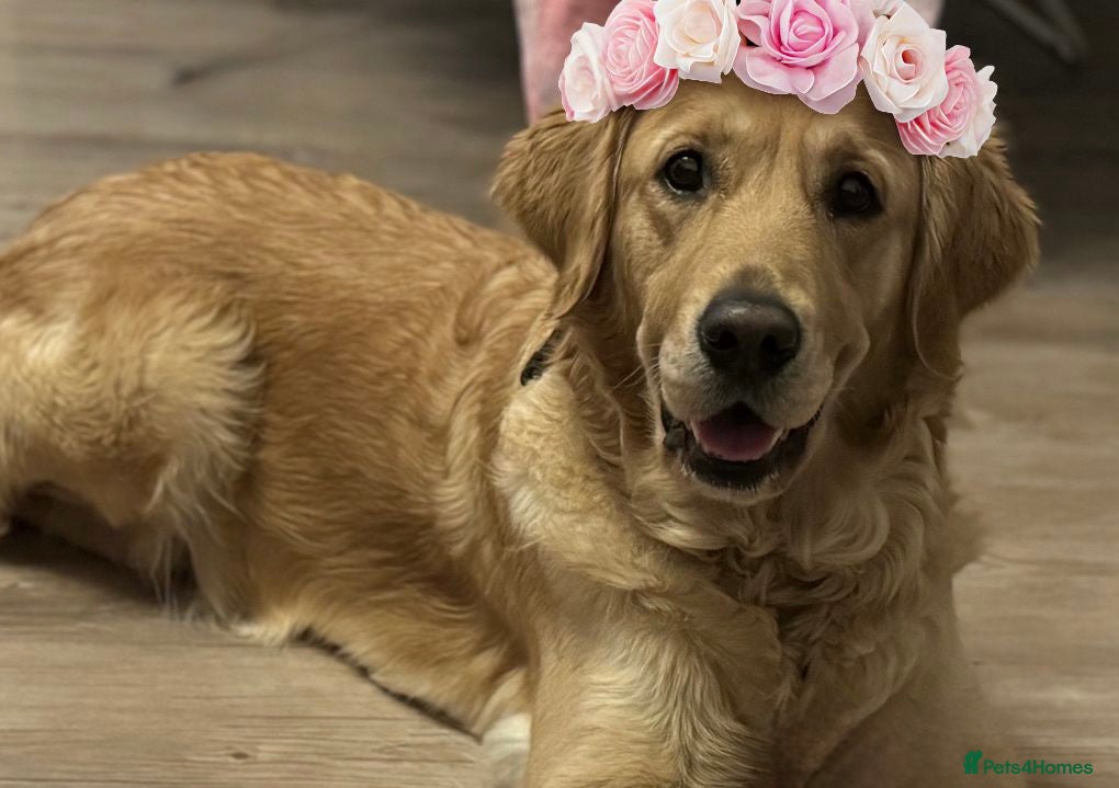 Golden Retriever dogs Golden Retriever puppies - Advert 16