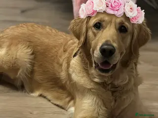 Golden Retriever dogs Golden Retriever puppies - Advert 16