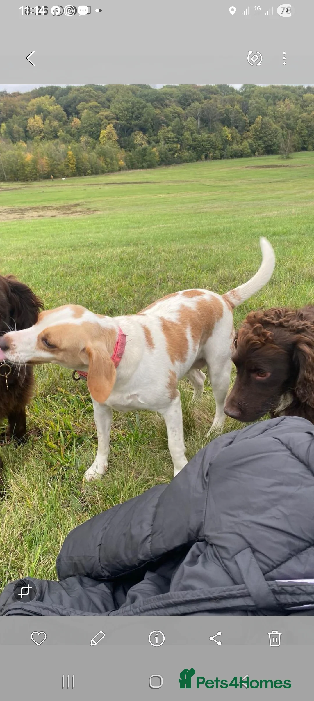 Bocker dogs for sale: Beagle x spaniel  - Advert 2