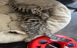 Bengal cats for sale: Bengal mix - Image 19