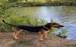 Mixed Breed dogs for adoption: Mavis – Almost 5 years old, female, hound mix - Advert 2