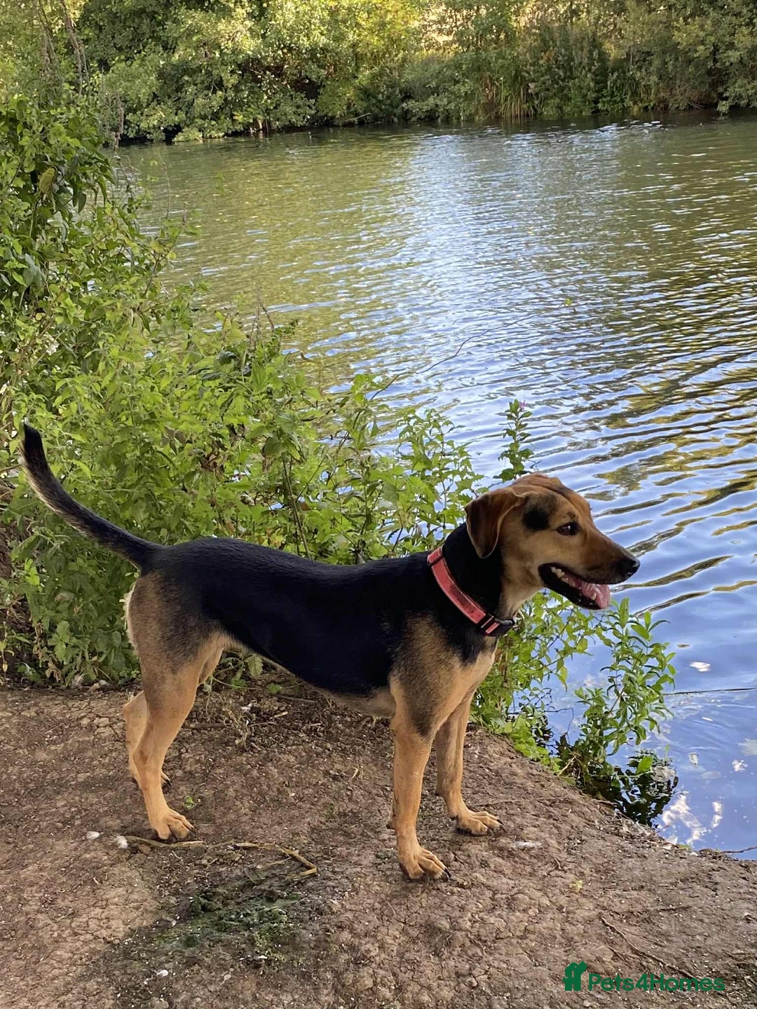 Mixed Breed dogs for adoption: Mavis – Almost 5 years old, female, hound mix - Advert 2