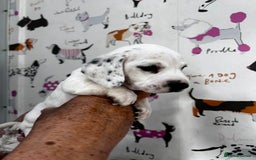 Miniature Dachshund dogs for sale: KC Miniature Smooth Dachshund  - Image 8