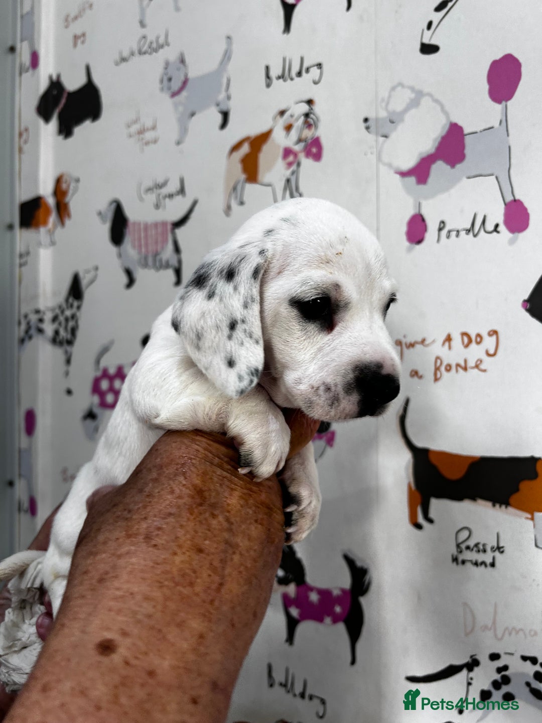 Miniature Dachshund dogs for sale: KC Miniature Smooth Dachshund  - Image 8