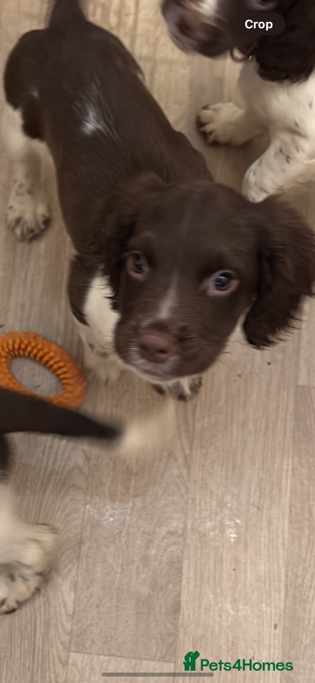 English Springer Spaniel dogs for sale: Two female pups left from a litter of 10 - Advert 2