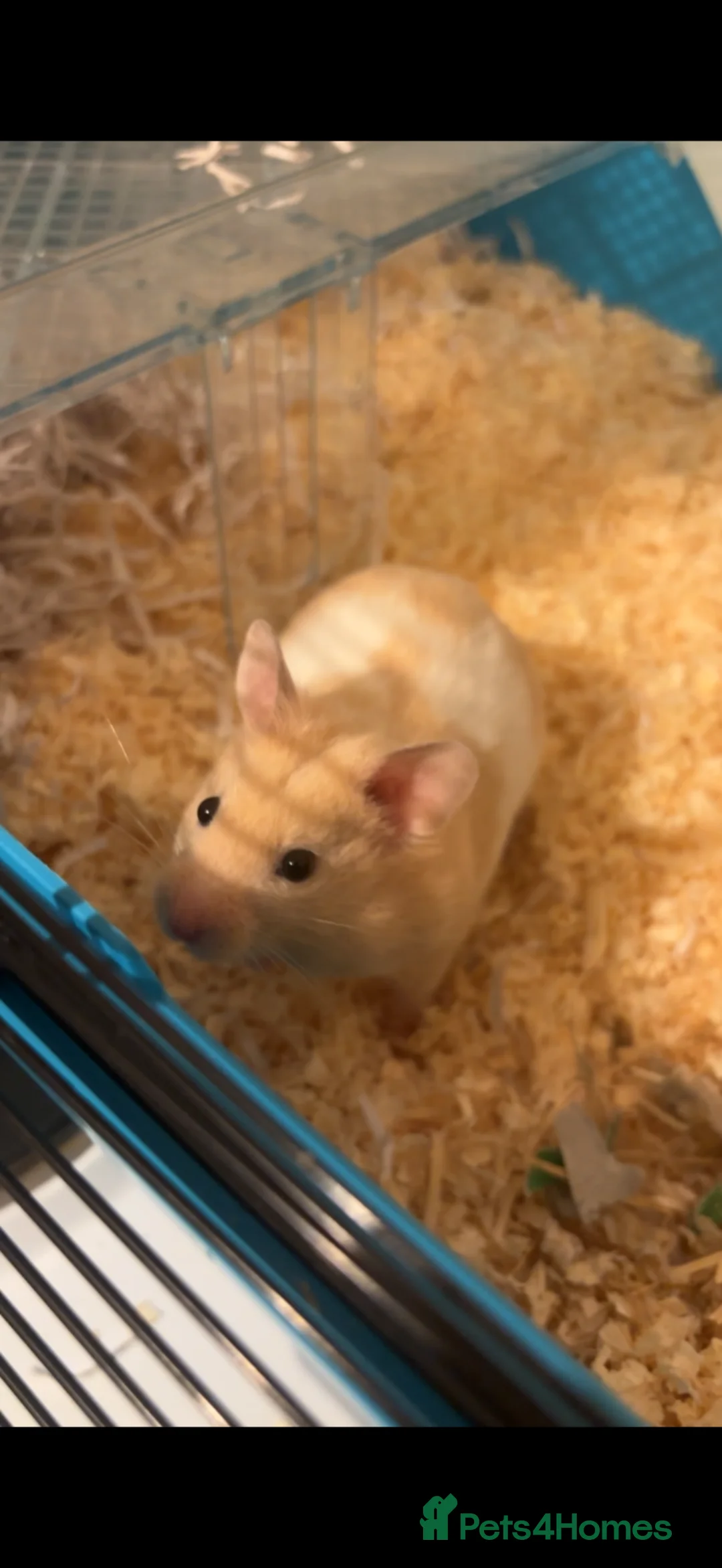 Hamster rodents for sale: Hamster looking for a home in Ipswich - Advert 1