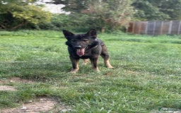German Shepherd dogs for sale: Working Line German Shepherd  - Image 2