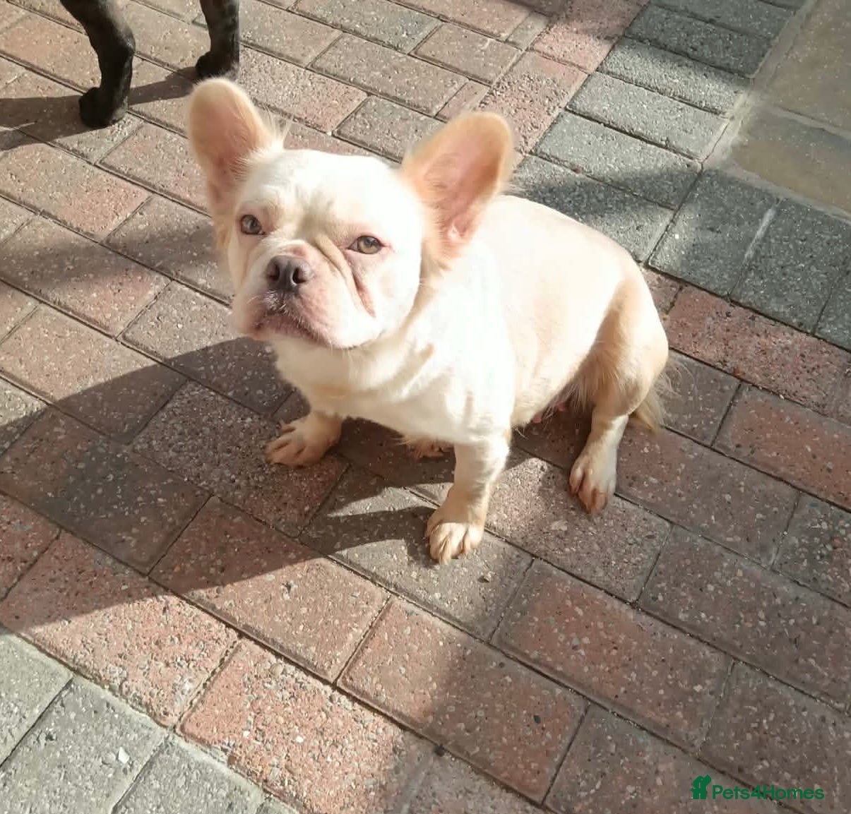 French Bulldog dogs Visual fluffy French bulldogs  - Advert 1