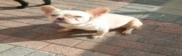 French Bulldog dogs for sale: Visual fluffy French bulldogs  - Advert 1