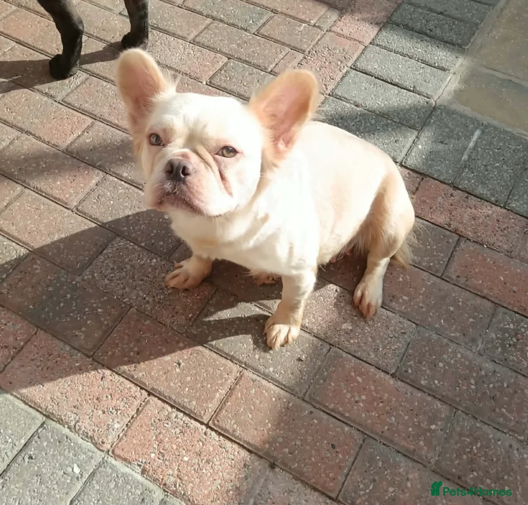 French Bulldog dogs for sale: Visual fluffy French bulldogs  - Advert 1