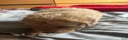 Golden Retriever dogs for sale: 🐾 Golden Retriever Puppies – Raised with Love 🐾 - Advert 5