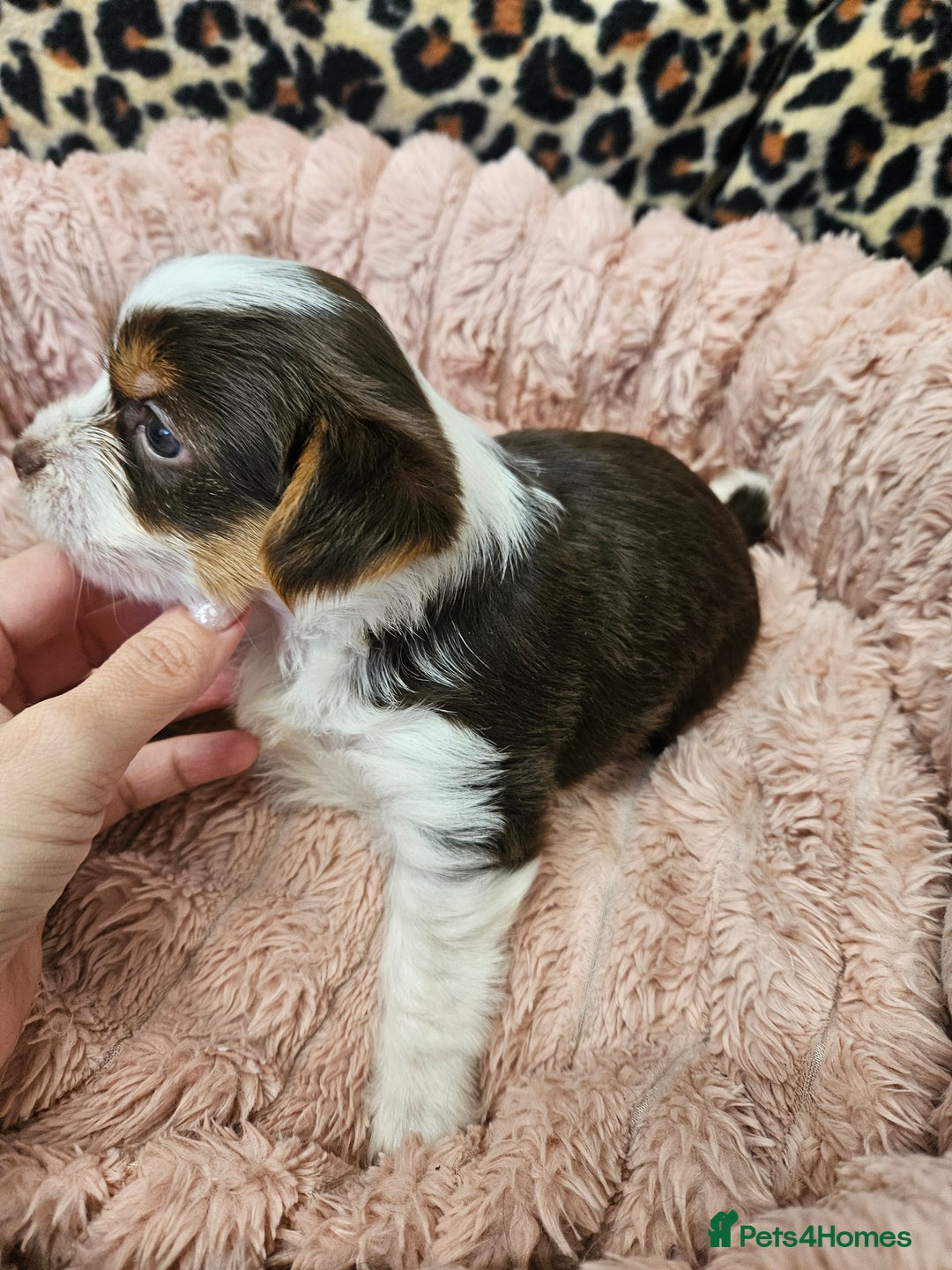 Yorkshire Terrier dogs for sale: 🤎 DNA tested parents 🤎 1 girl, 1 boy - Advert 19