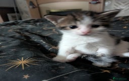 Domestic Shorthair cats for sale: Happy healthy babies  - Image 3