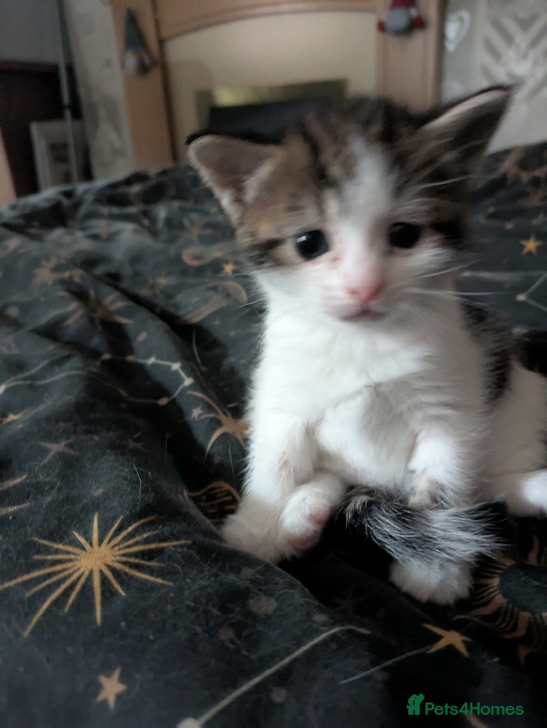 Domestic Shorthair cats for sale: Happy healthy babies  - Image 3