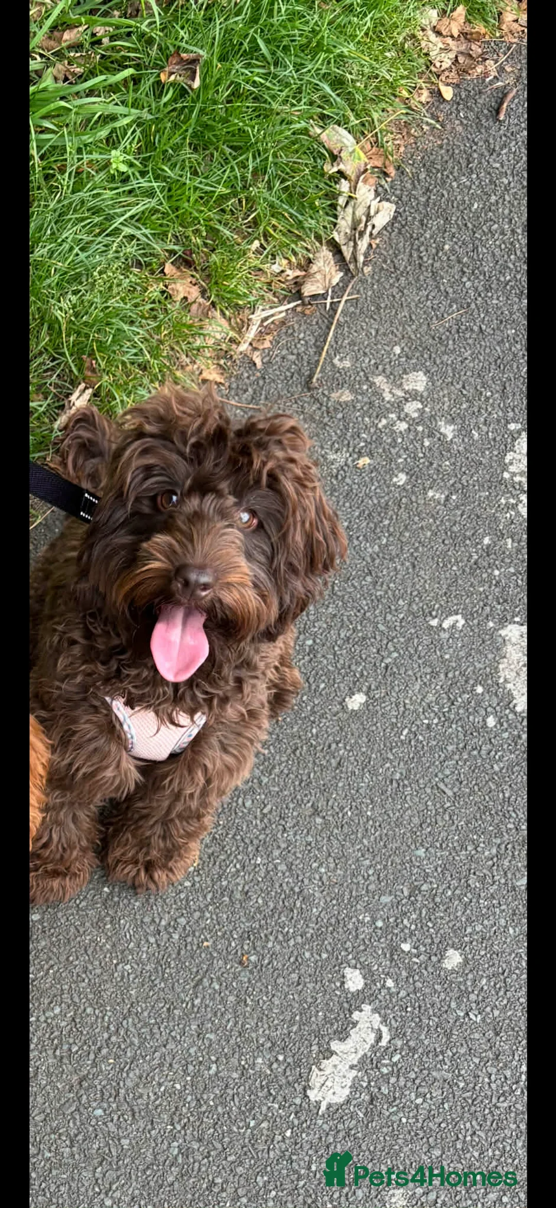 Cockapoo dogs for sale: F1B cockapoos!  - Advert 1