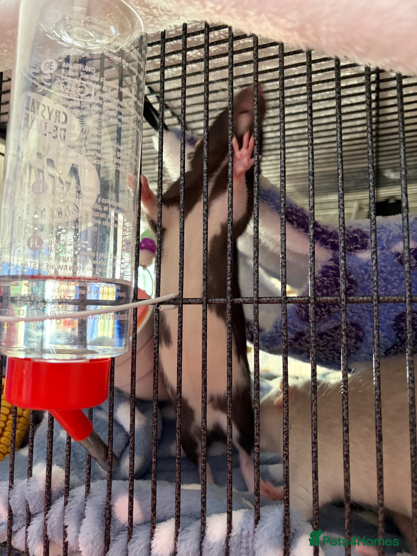 Rat rodents for sale: Two Male Fancy Rats - Advert 3