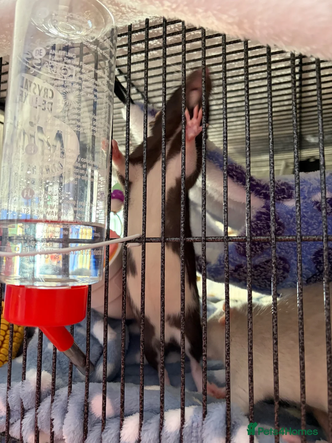Rat rodents for sale: Two Male Fancy Rats in Worcester - Advert 1