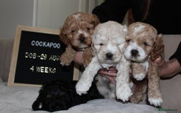 Cockapoo dogs for sale: Unique F1 Cockapoo Puppies - Image 4