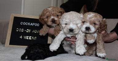Cockapoo dogs - Advert 16