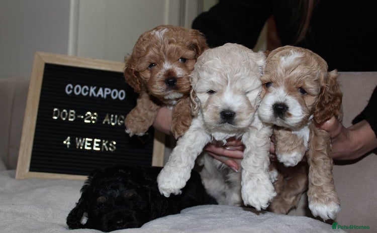 Cockapoo dogs - Advert 14