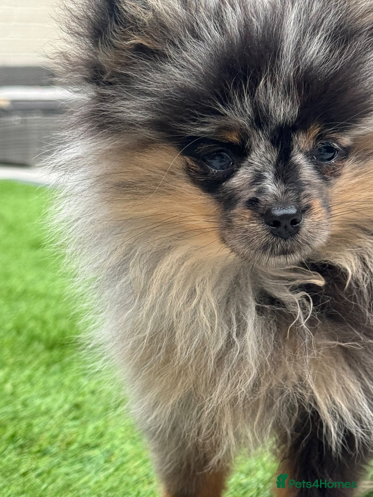 Pomeranian dogs RARE Merle Pomeranian Champion Lines - Advert 12
