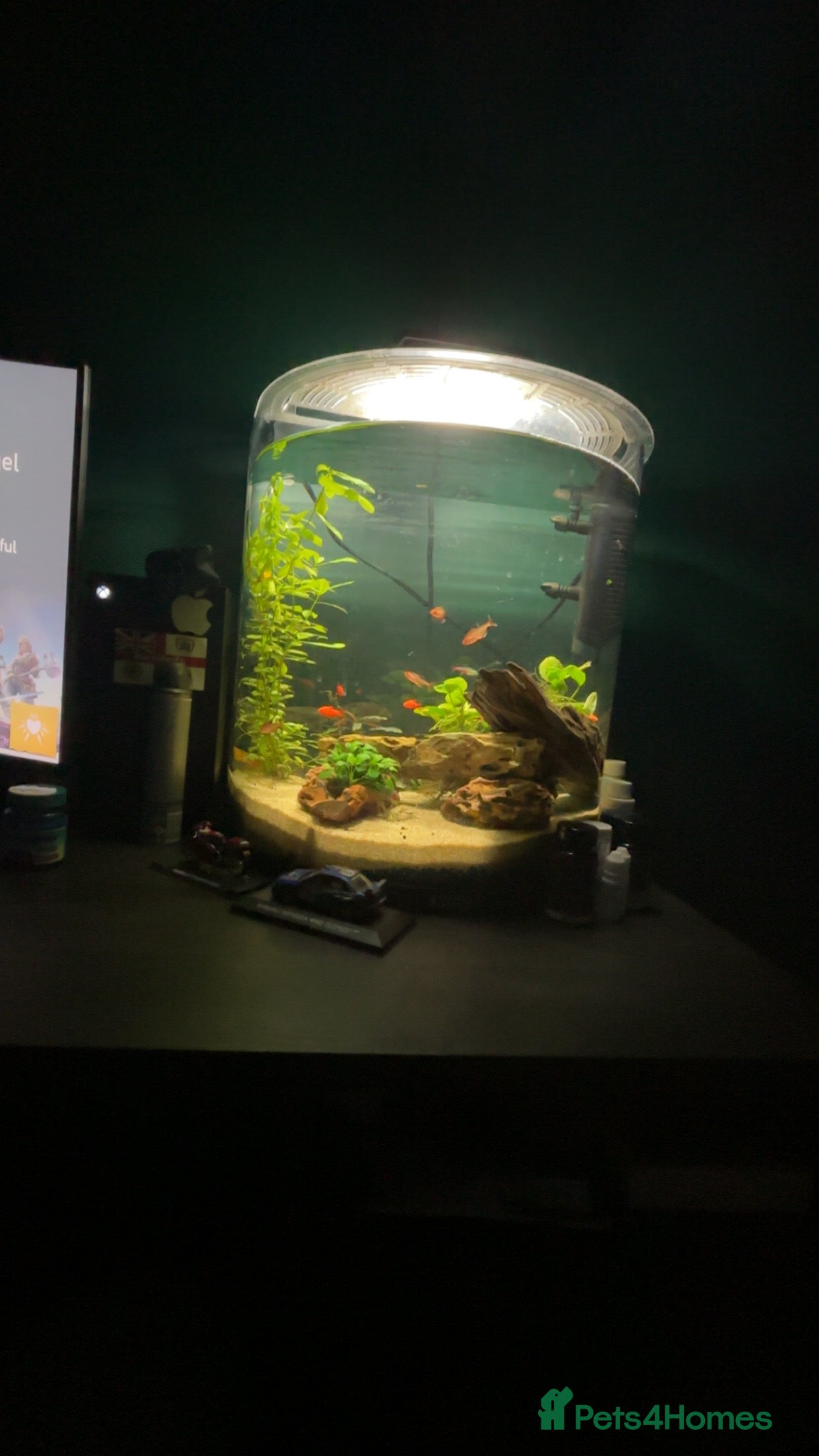 Barbs fish Full tropical setup with live plants and fish - Advert 11