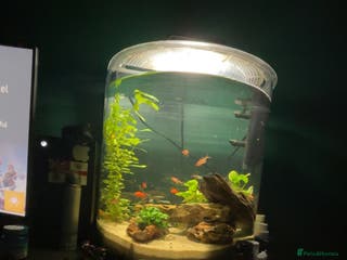 Barbs fish Full tropical setup with live plants and fish - Advert 18