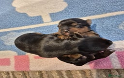 Yorkshire Terrier dogs for sale: Adorable Yorkshire Terrier Puppies. - Image 5