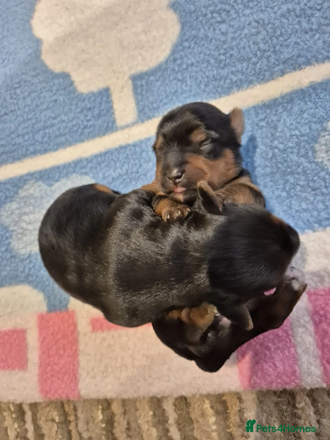 Yorkshire Terrier dogs for sale: Adorable Yorkshire Terrier Puppy. ONLY 1 GIRL LEFT - Advert 5