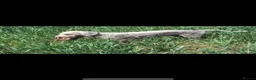Bedlington Terrier dogs for sale: KC BEDLINGTON TERRIERS - Advert 5